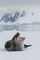 117 Antarctica, Yalour Island, zeeluipaard